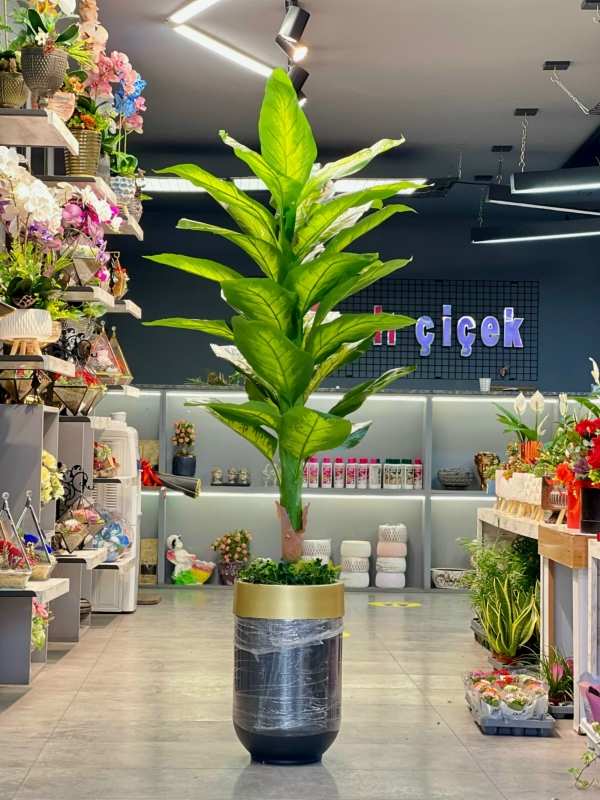 Dieffenbachia camilla ağaç yapay 
